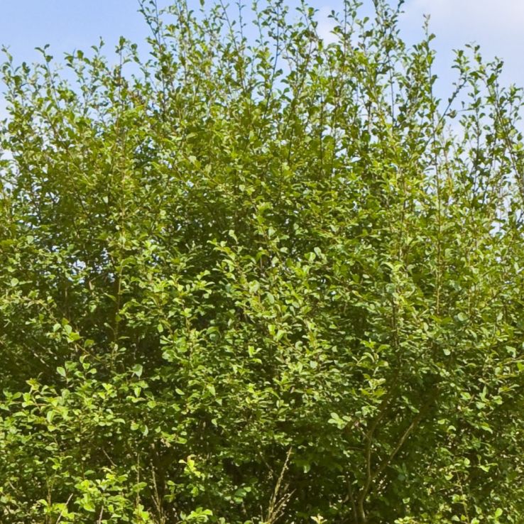 Salix aurita - Eared Willow main product photo