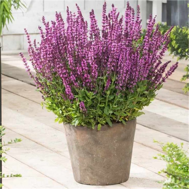 Salvia nemerosa x superba Pink - Rose Queen Salvia main product photo
