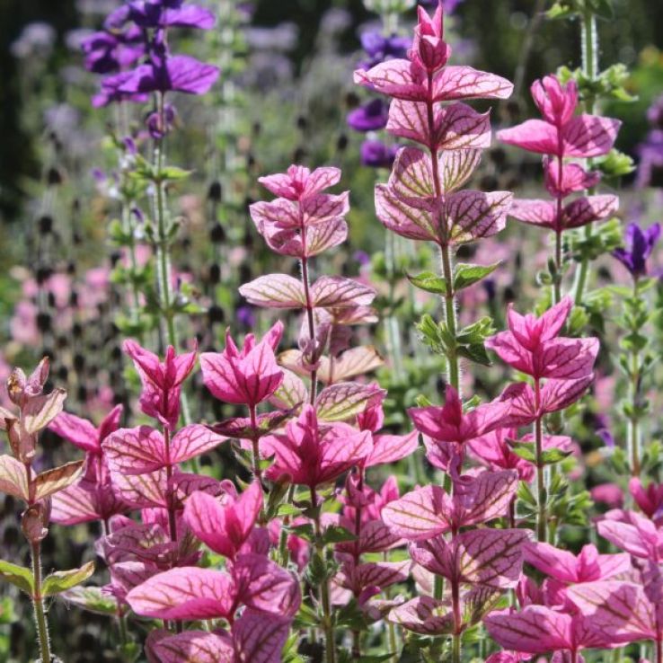 Sage Plant - Salvia horminum Pink Sunday - Painted Sage main product photo