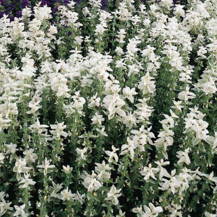 Sage Plant - Salvia horminum White Swan - Painted Sage main product photo