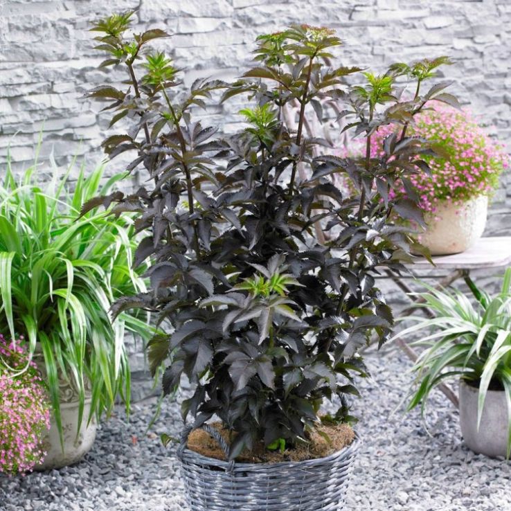 Sambucus Black Tower - Large Black Leaf Towering Elder main product photo