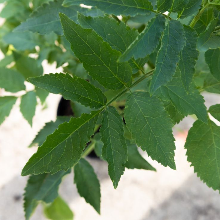 Sambucus nigra - Common Elder main product photo