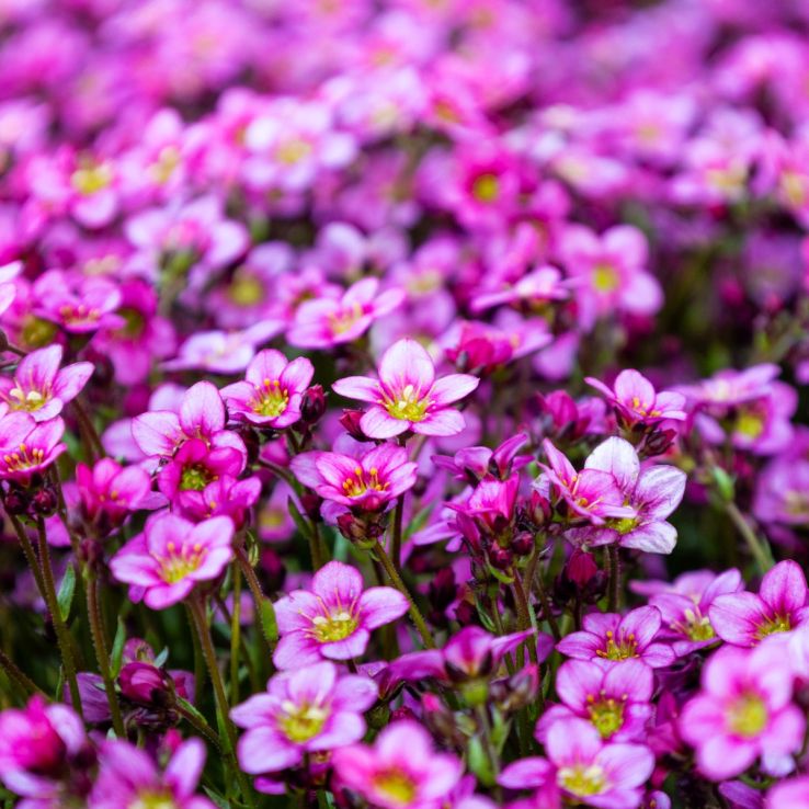 Saxifraga Mossy PINK - Saxifrage Plants in Bud & Bloom main product photo