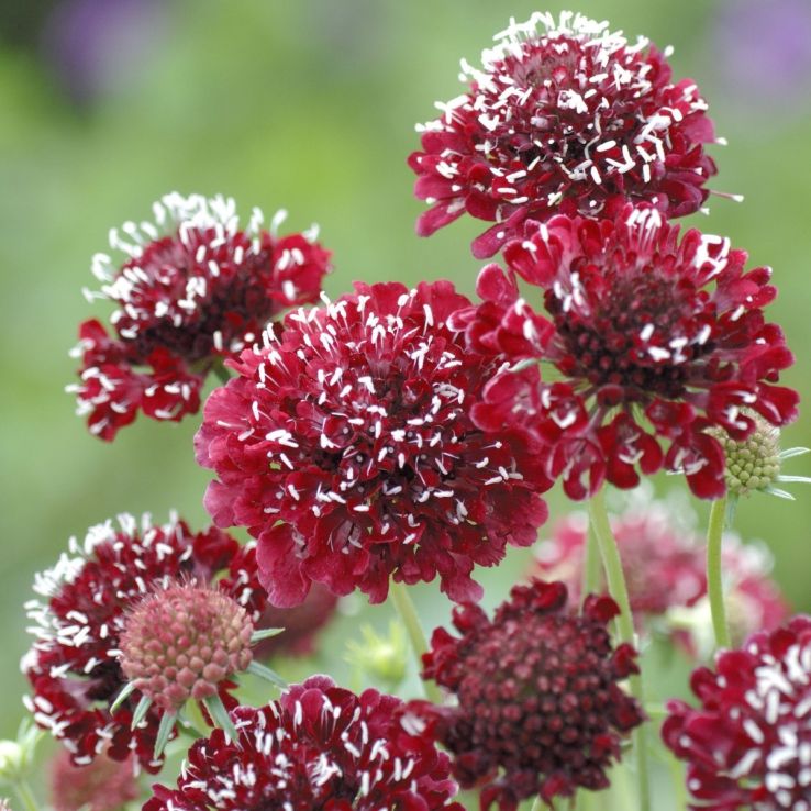 Scabiosa Fire King - Pincushion Flower main product photo