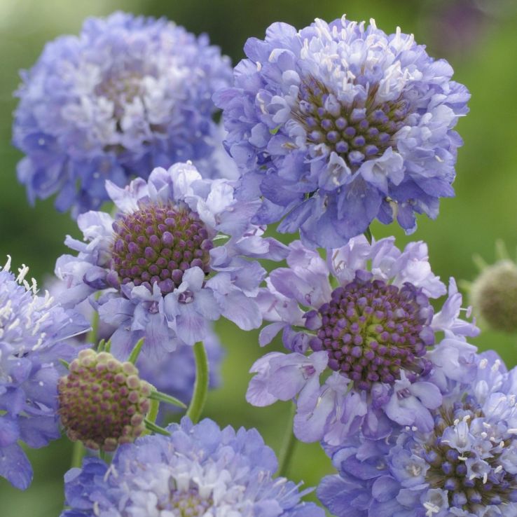 Scabiosa Oxford Blue - Pincushion Flower - Scabious main product photo