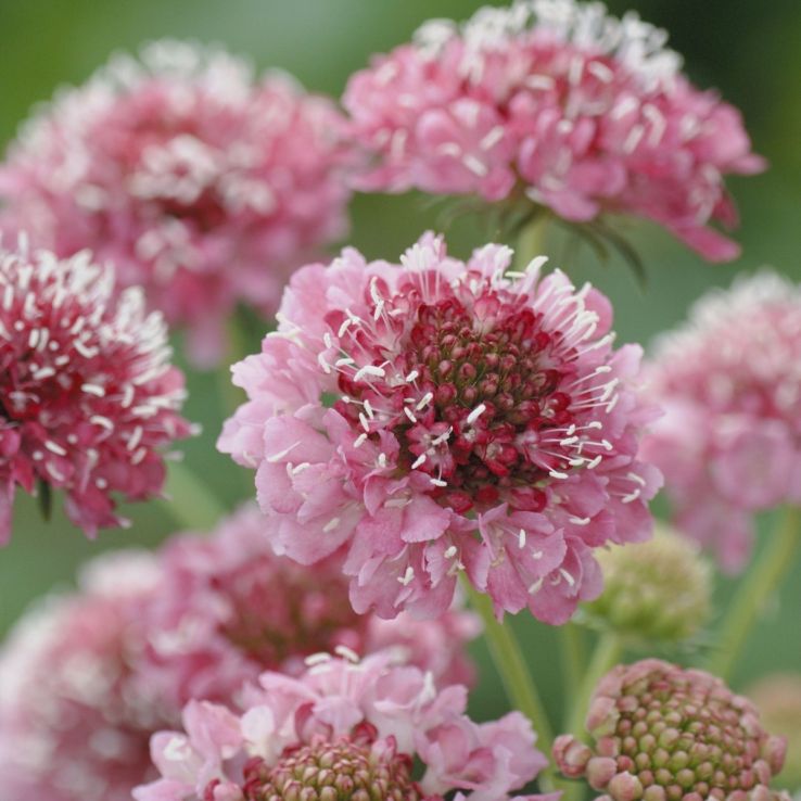 Scabiosa Salmon Queen - Pincushion Flower - Scabious main product photo