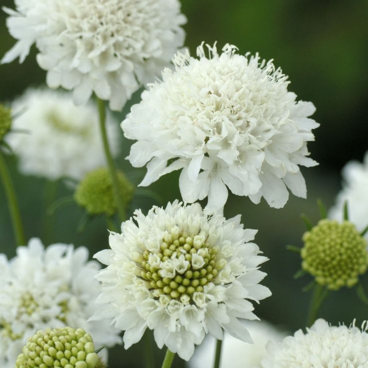 Scabiosa Snowmaiden - Pincushion Flower main product photo