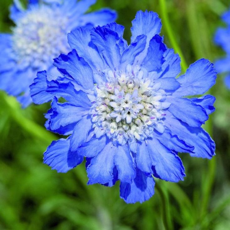 Scabiosa Caucasica Fama Deep Blue - Pincushion Flower main product photo