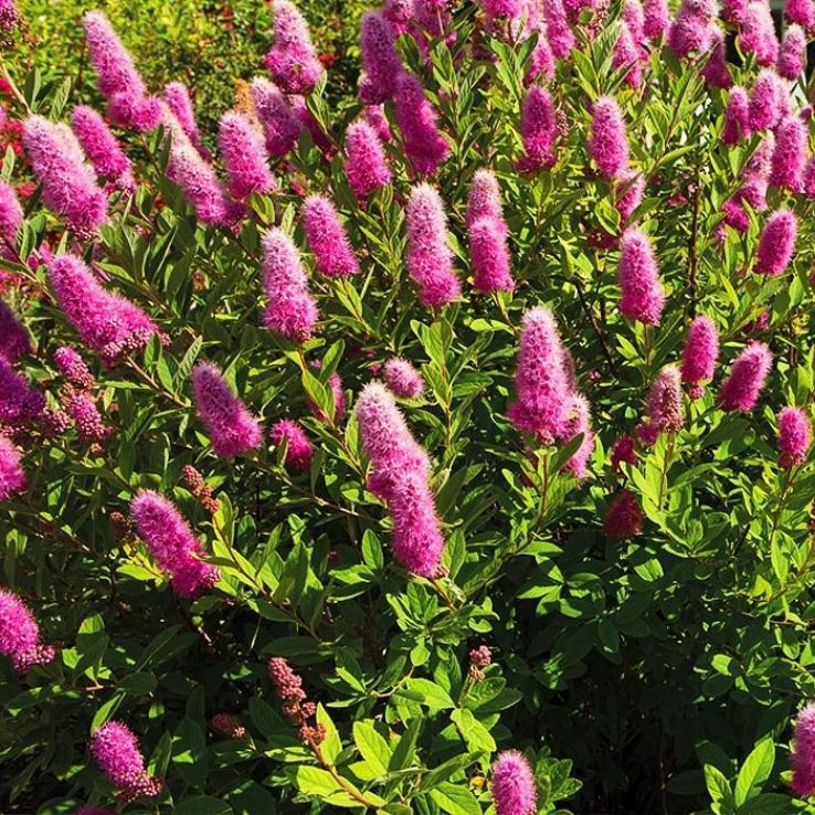 Spiraea x Billardii main product photo