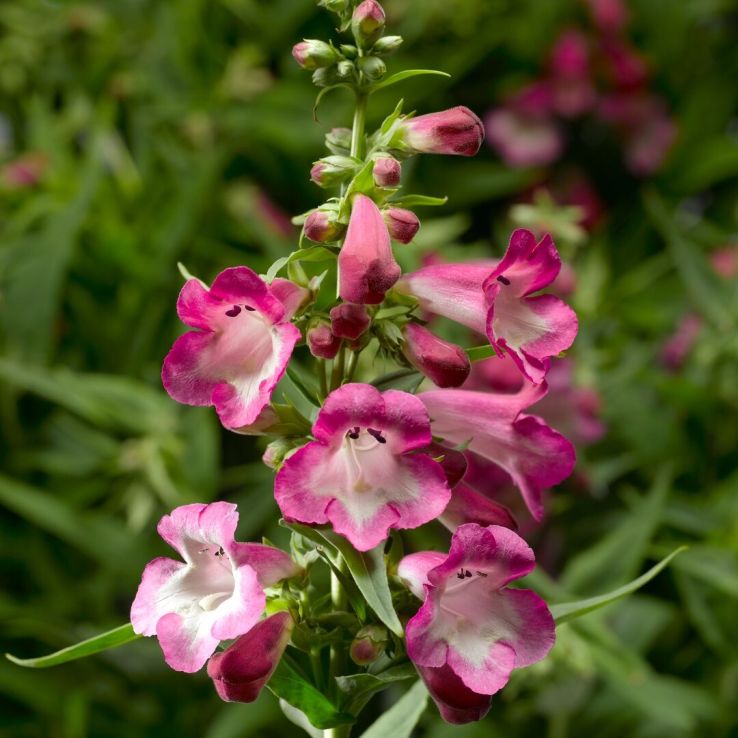 Penstemon 'Arabesque Orchid' main product photo