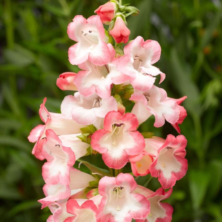 Penstemon 'Arabesque Pink' main product photo