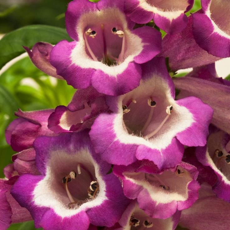 Penstemon 'Arabesque Violet' main product photo