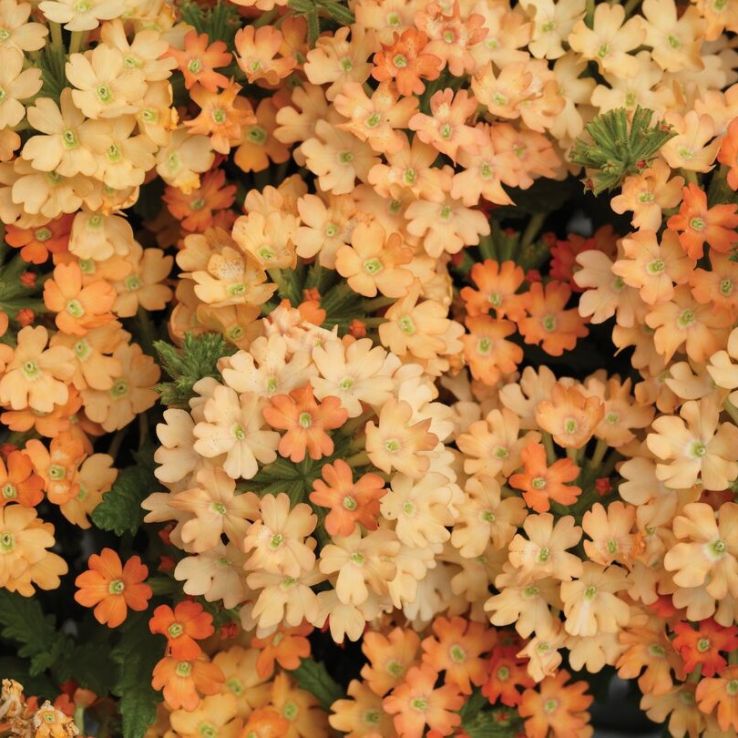 Verbena hybrida Obsession Apricot main product photo