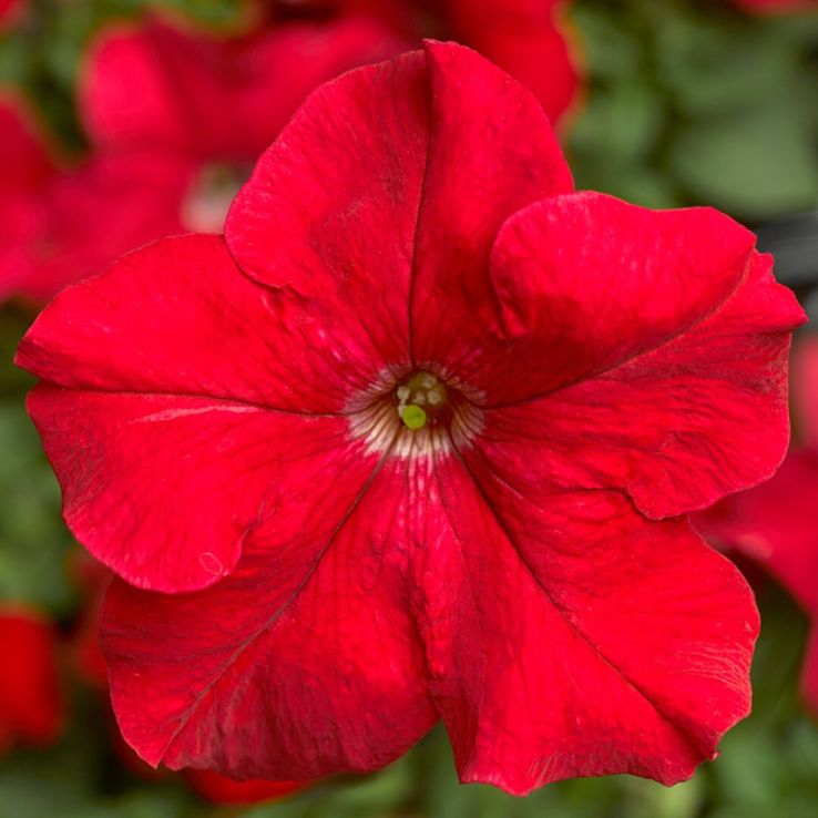 Petunia Grandflora Tritunia Red main product photo