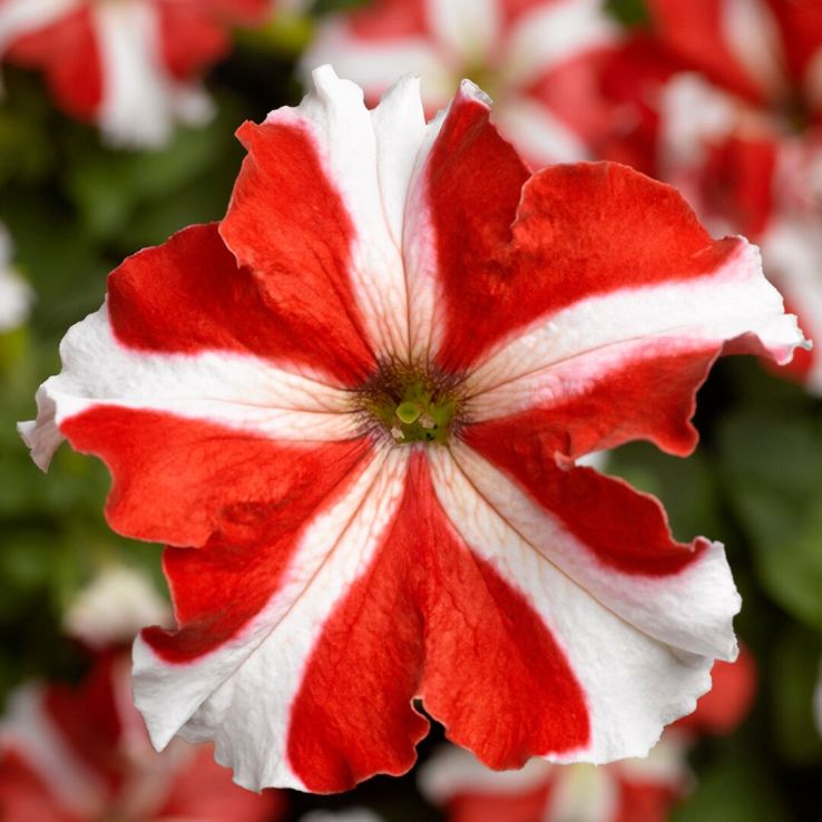 Petunia Grandflora Tritunia Red Star main product photo