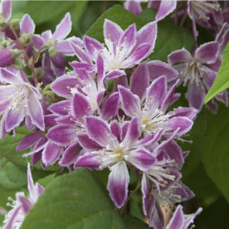 Deutzia Strawberry Fields main product photo