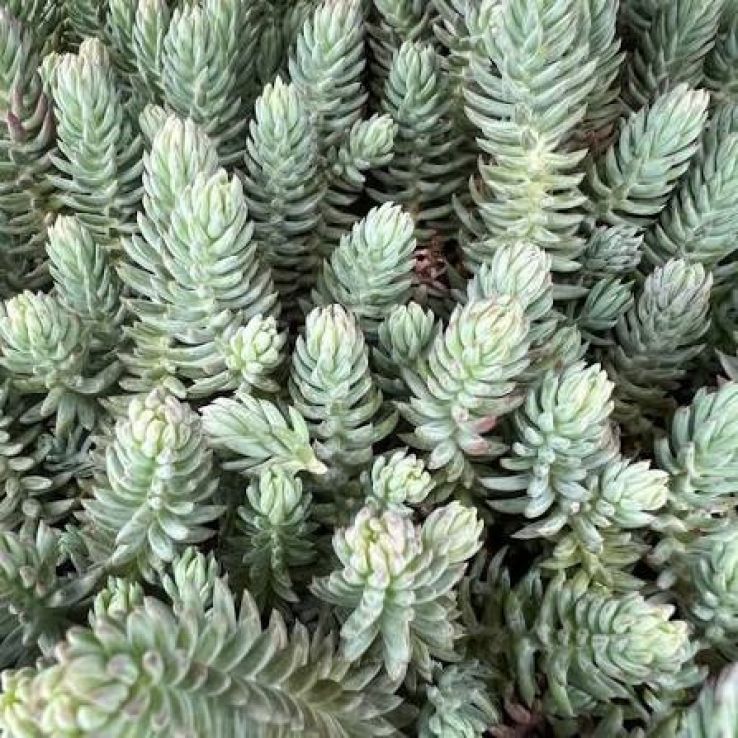 Sedum reflexum main product photo