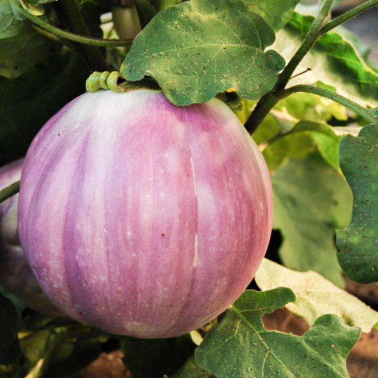 Aubergine Plant 'Rotonda Bianca Sfumata Di Rose' main product photo