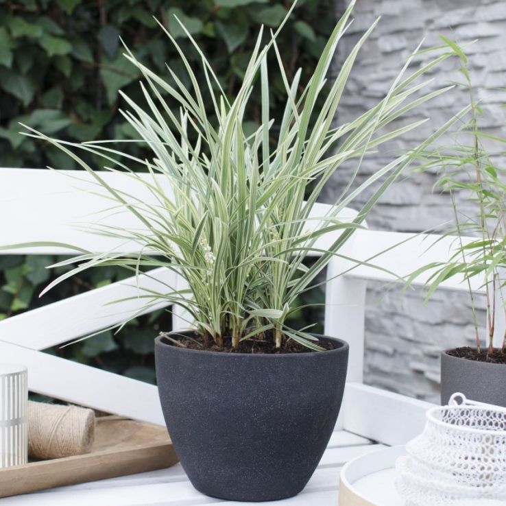Ophiopogon japonicus variegata Silver Mist - Silver Mist Mondo Grass