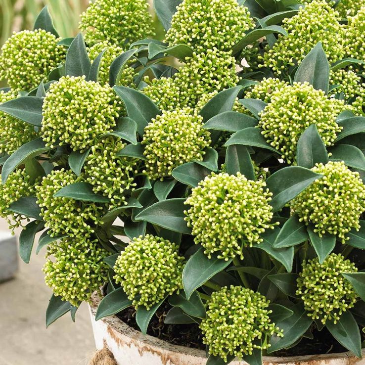 Skimmia japonica 'Globe White Dwarf' - Large Specimen Plant main product photo
