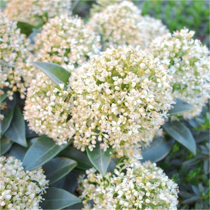 Skimmia japonica Globe White