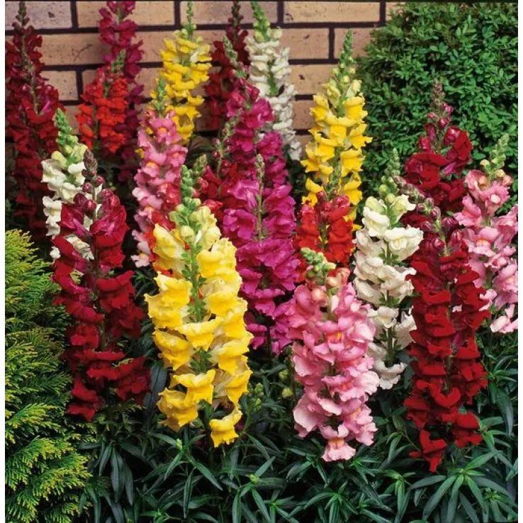 Snapdragon - Antirrhinum majus Grandiflorum Mixture - In Bud & Bloom main product photo