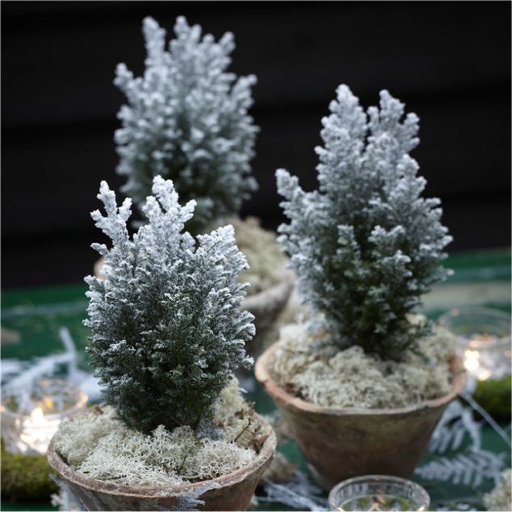 Mini Snow Covered Christmas Fir - Pack of 3 main product photo