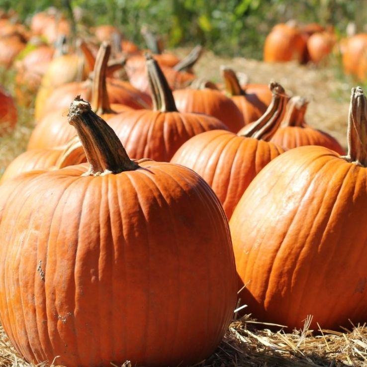 Pumpkin Plant 'Howden' main product photo