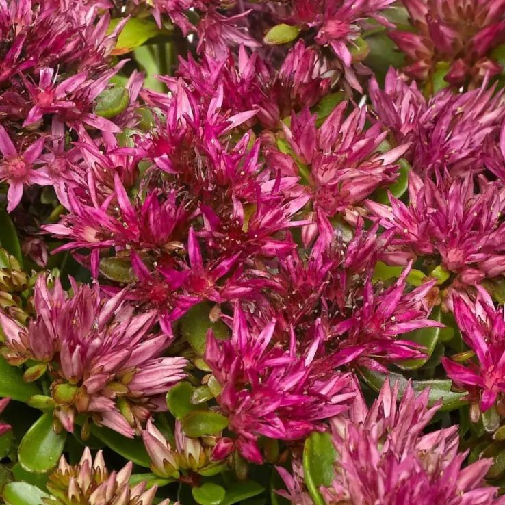 Sedum spurium 'Solarity' main product photo