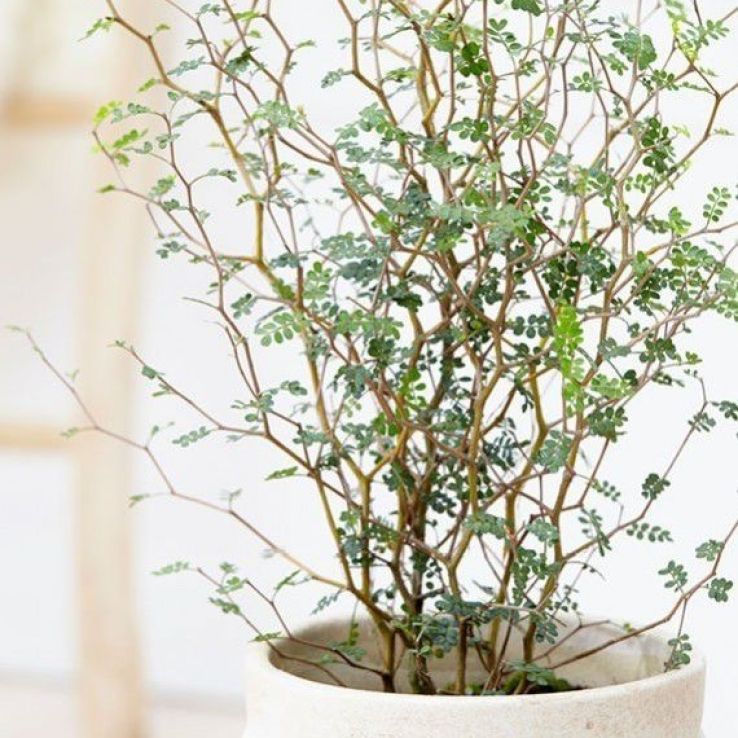 Sophora Little Baby main product photo