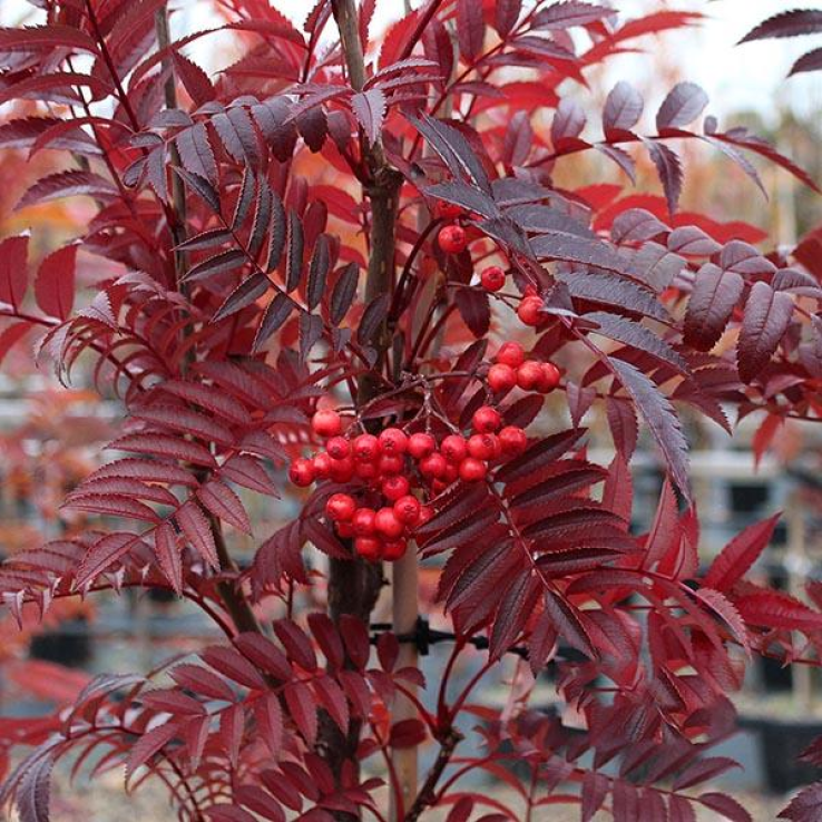 Sorbus Eastern Promise - Mountain Ash Tree main product photo