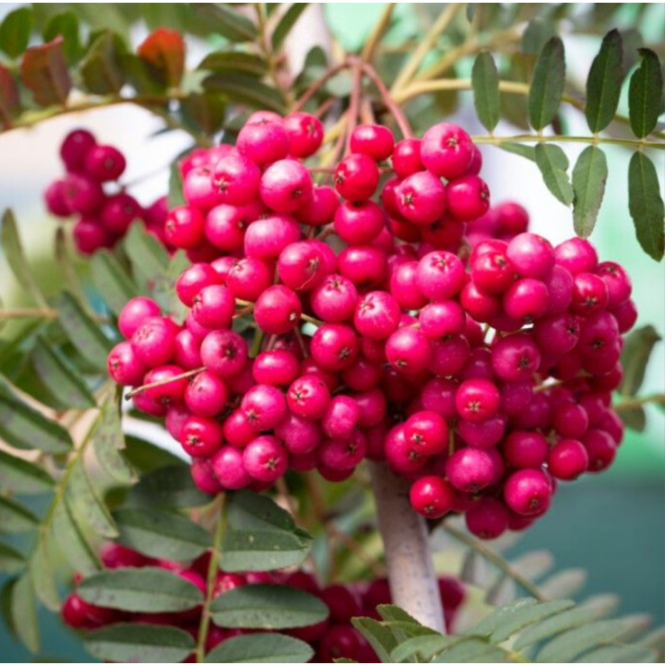 Sorbus vilmorinii Pink Charm - Vilmorin's Rowan main product photo