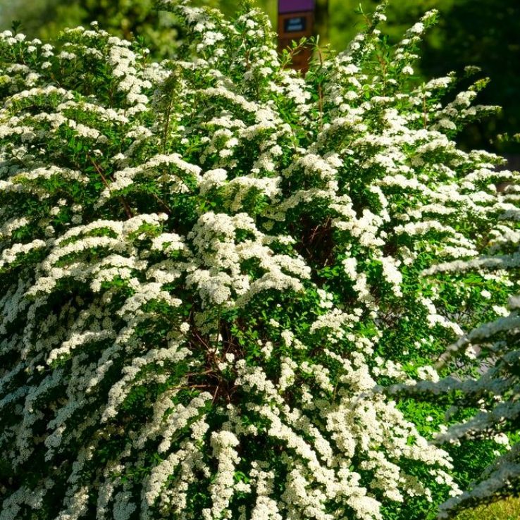 Spirea nipponica Snowmound main product photo