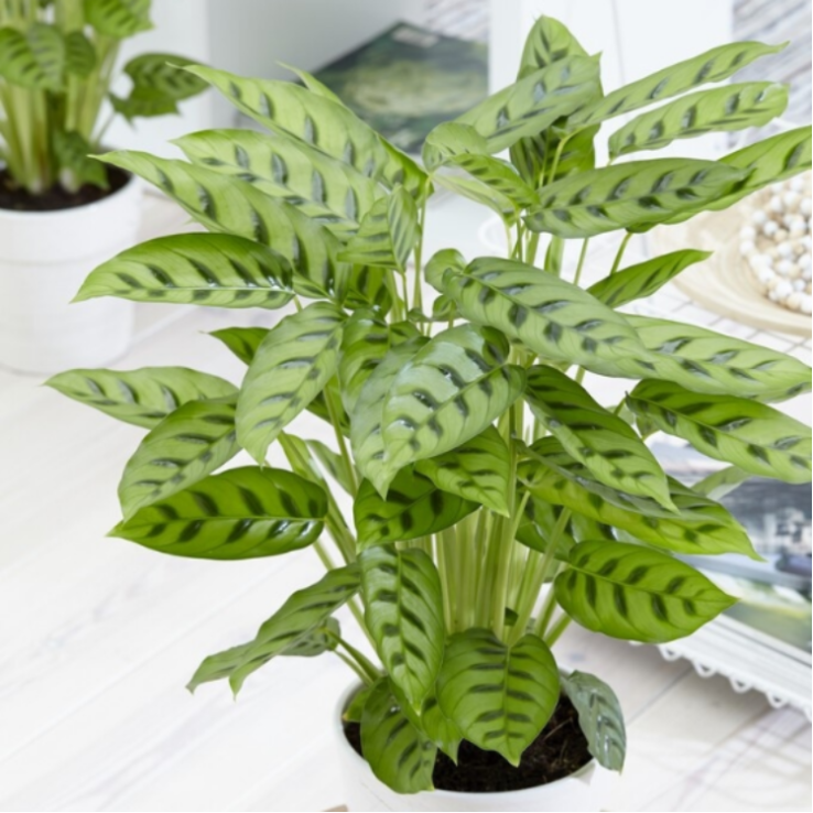 Calathea Leopardina main product photo