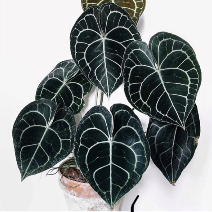 Anthurium clarinervium main product photo