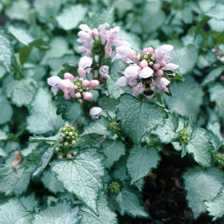Lamium maculatum 'Pink Pewter' main product photo