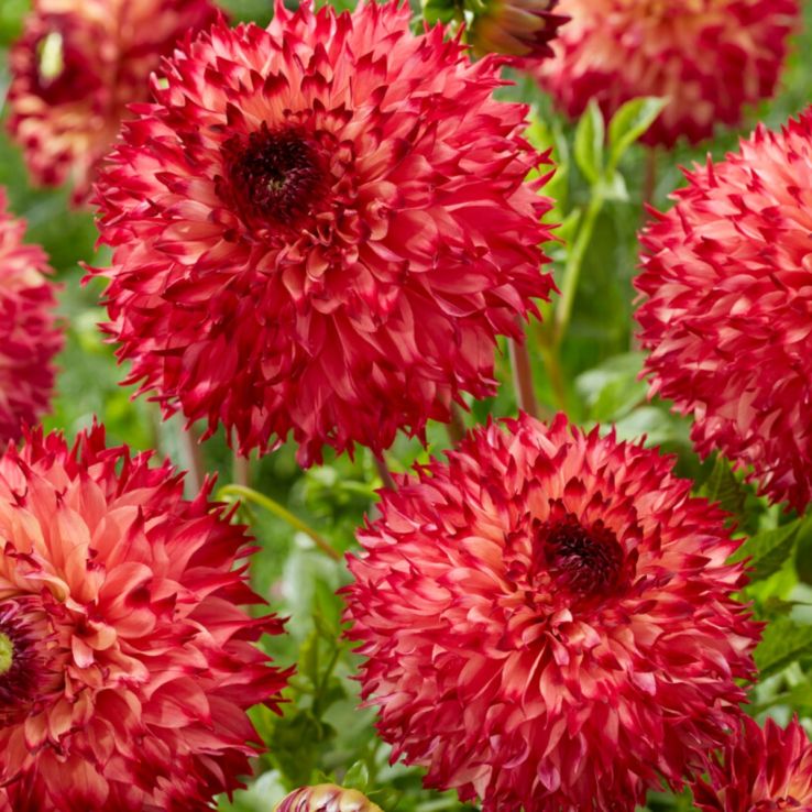 Dahlia Fimbriata Aiyana main product photo