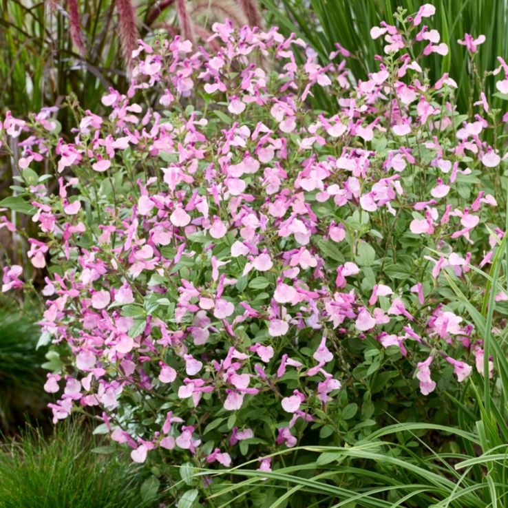 Salvia melba 'Magic Peach' main product photo