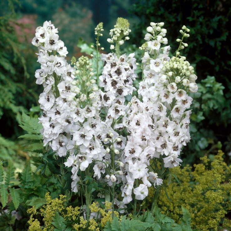 Delphinium Percival - Pacific Giant Delphinium main product photo