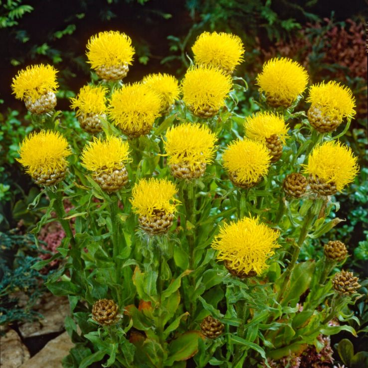 Centaurea macrocephala - Giant Knapweed main product photo
