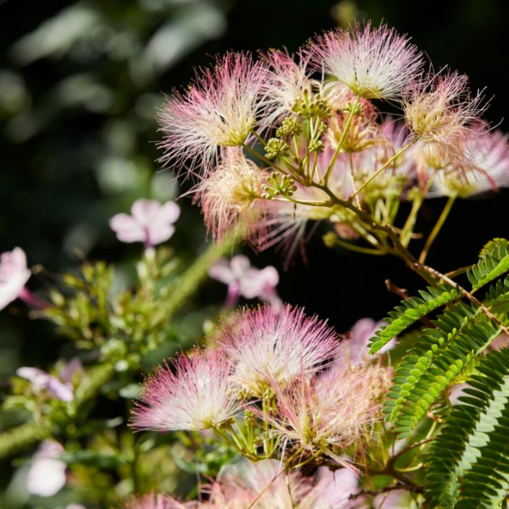 Albizia julibrissin 'Tropical Dream' - Persian Silk Tree main product photo