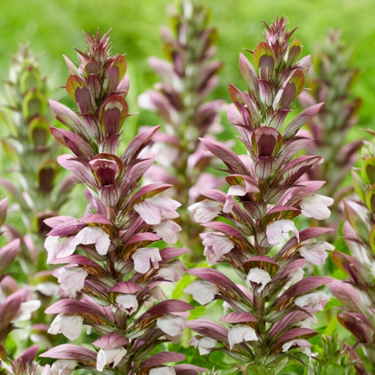 Acanthus hungaricus White Lips - Bear’s breech main product photo