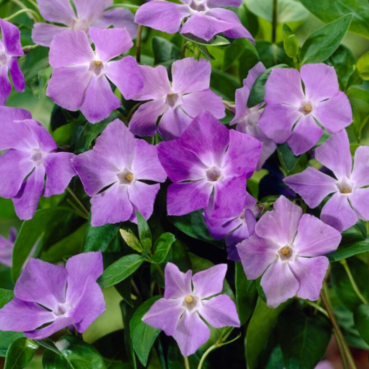 Vinca major - Greater Periwinkle Plant main product photo
