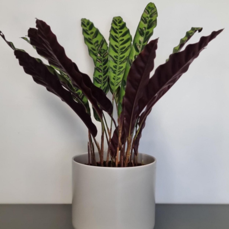 Calathea Lancifolia - Rattlesnake Plant - 30cm main product photo