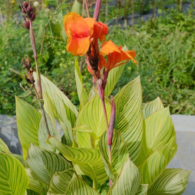 Canna 'Bengal Tiger' - Amazing Multicolour Foliage - Canna Plant main product photo