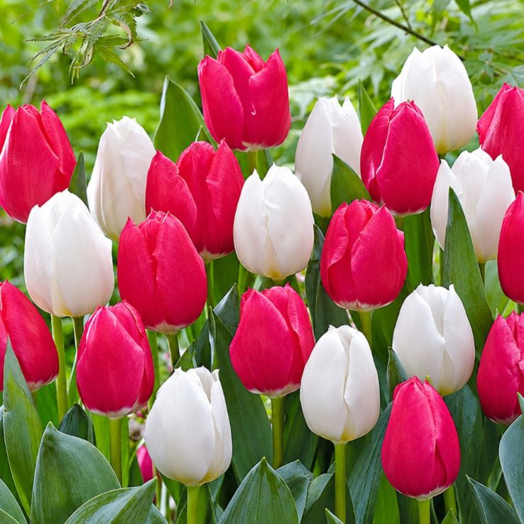 Tulip Sweet Heart - Pack of 25 Bulbs main product photo