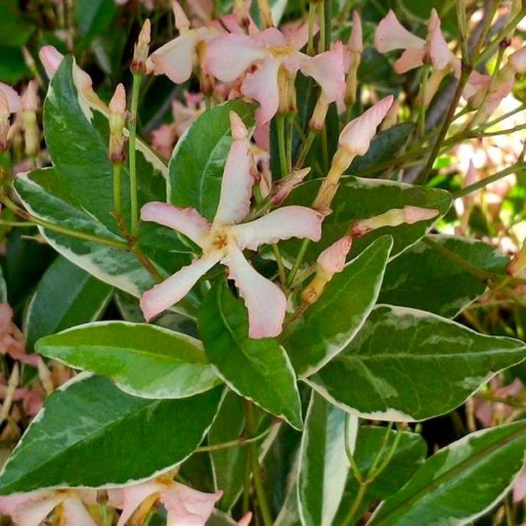 Fragrant Trachelospermum Star of Milano - Large Specimen Climber - circa 200-240cm main product photo
