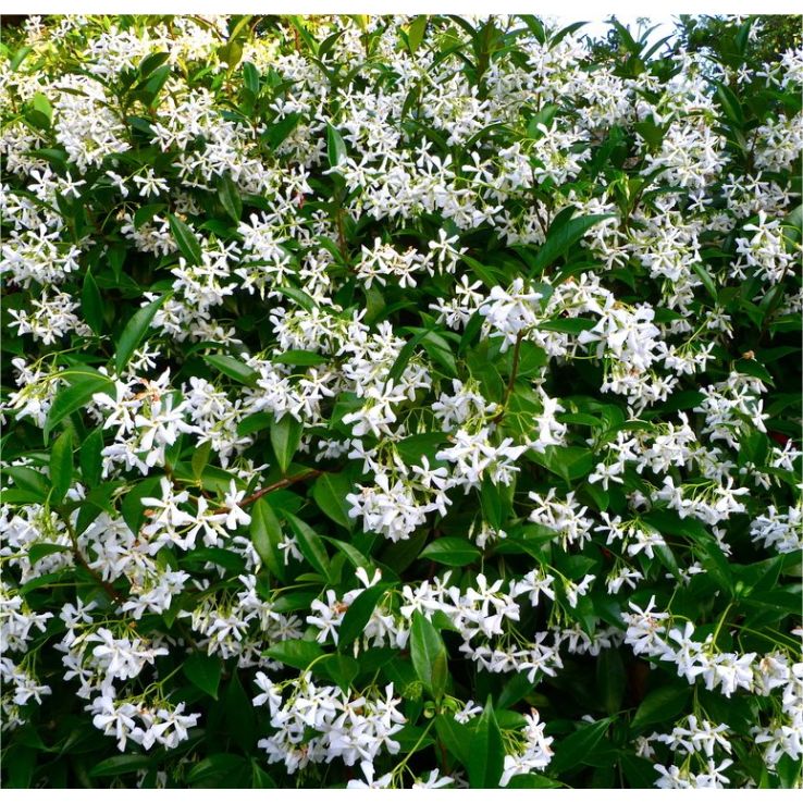 Star Jasmine - Fragrant Evergreen Trachelospermum Climber - 80-100cms main product photo