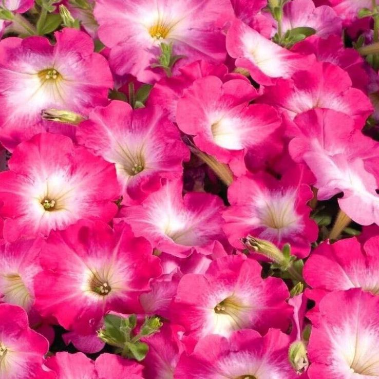 Petunia Grandflora Storm Pink Morn main product photo