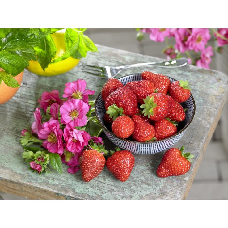 Cherry Blossom Strawberries For Sale Nursery Live Rare Strawberry